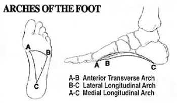 Opti-Fit/Opti-Race Orthotics
